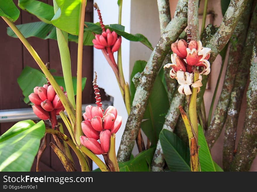 Red bananas on tree, Brazil. Red bananas on tree, Brazil