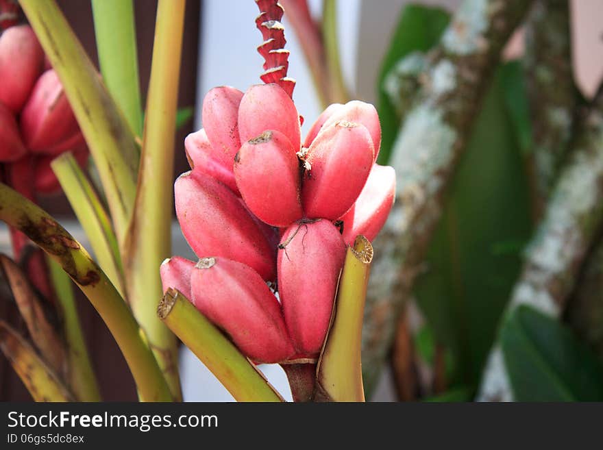 Red bananas on tree, Brazil. Red bananas on tree, Brazil