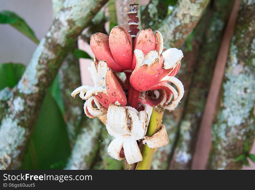 Bunch Of Red Bananas On Tree