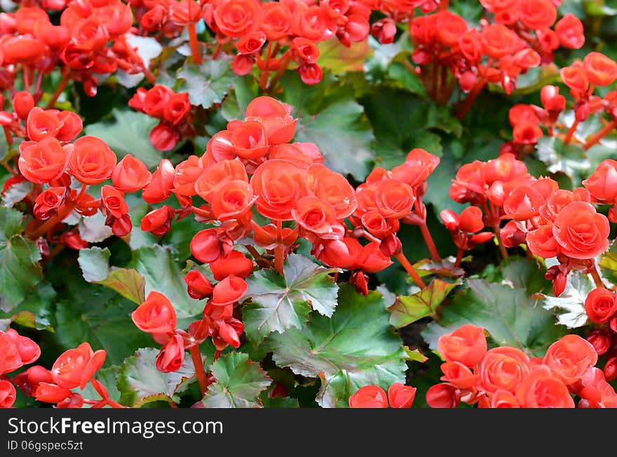 Beautiful background of flowers big begonias