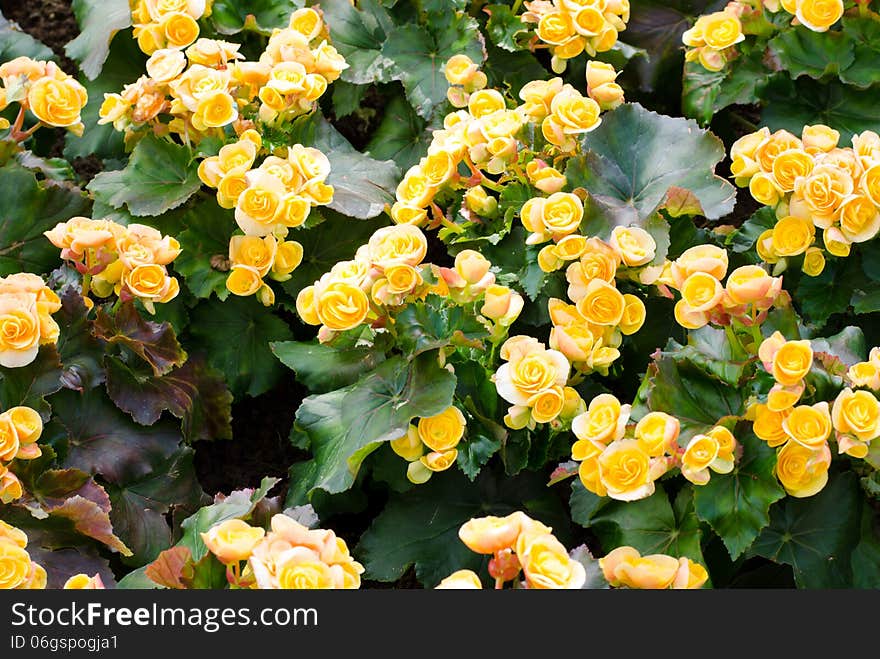 Yellow color begonia, Botanic garden (begonia x tuberhybrids)