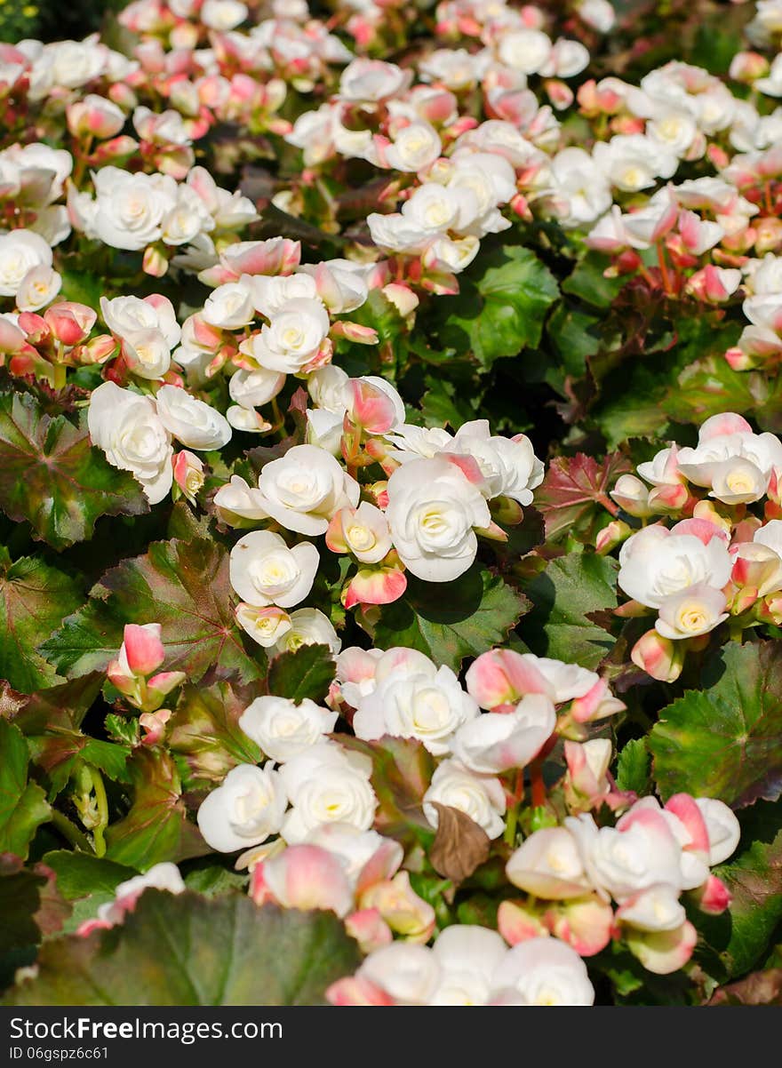 Begonia Flowers