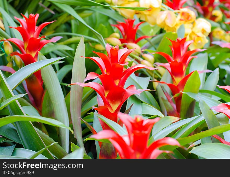 Red Bromeliad Rosette Shape Flowers In Bloom In Springtime