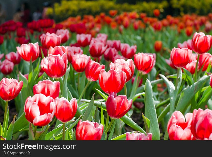 Group of red tulips in the park. Spring landscape.