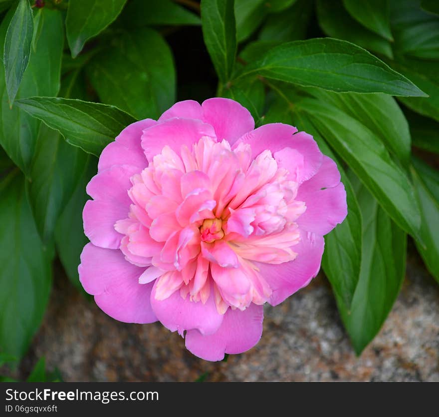 Peony floral spring flower summer season