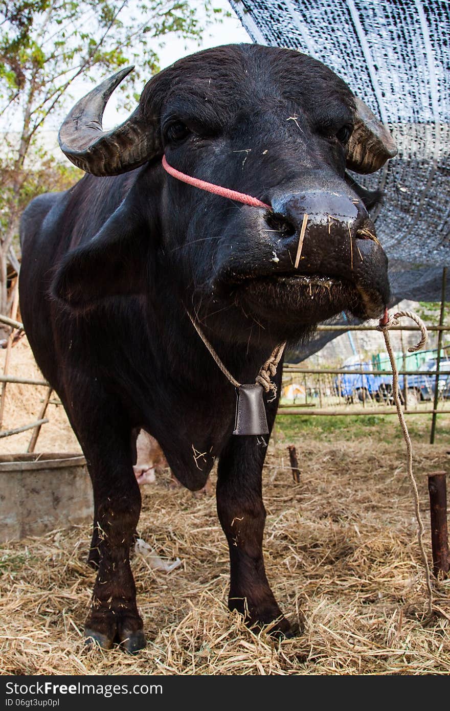 Cows and buffalos in thailand