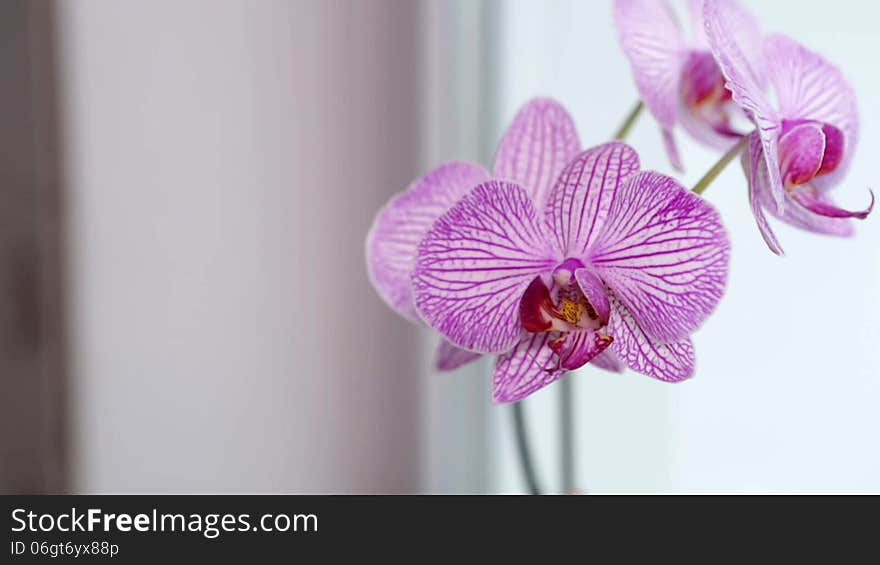 Orchid