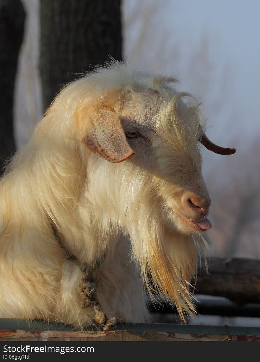 Portrait of goat in farm.