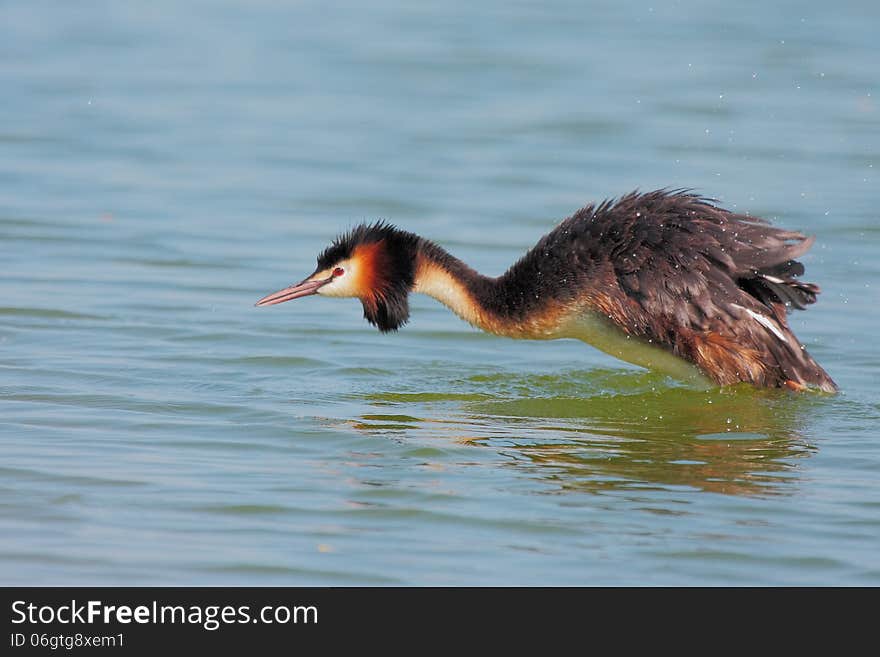 Great Crested Grebe &x28;Podiceps Cristatus&x29;.