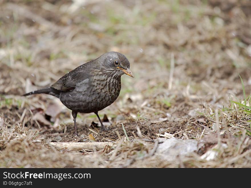 Common Blackbird (Turdus merula) looking for food. Common Blackbird (Turdus merula) looking for food.