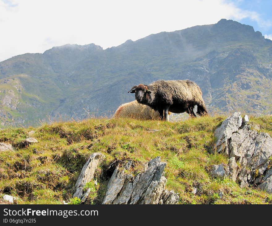 Black sheep in  the mountains