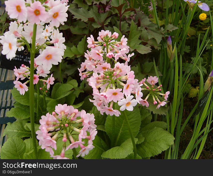 Pink Primula Flowers