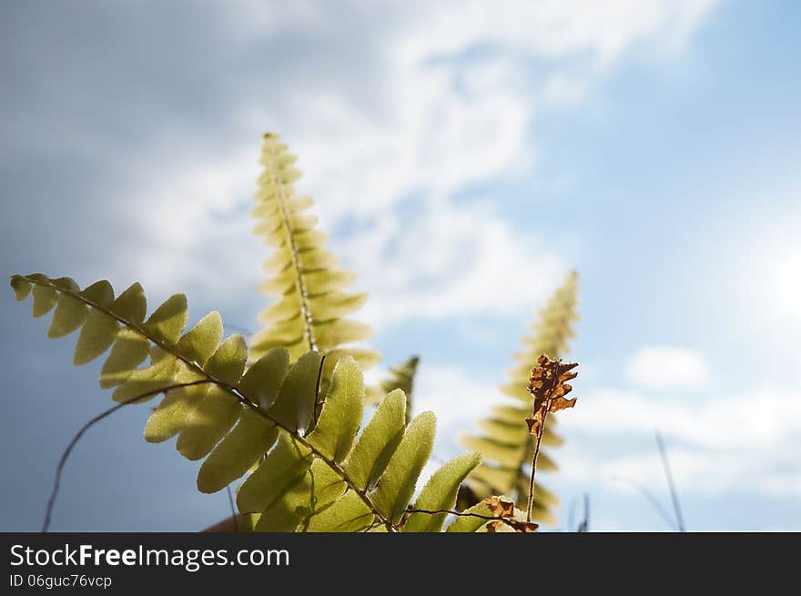 Green fern on the blue sky background, selective focus