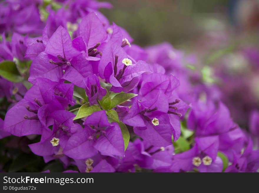 Close up to magenta flowers. Close up to magenta flowers