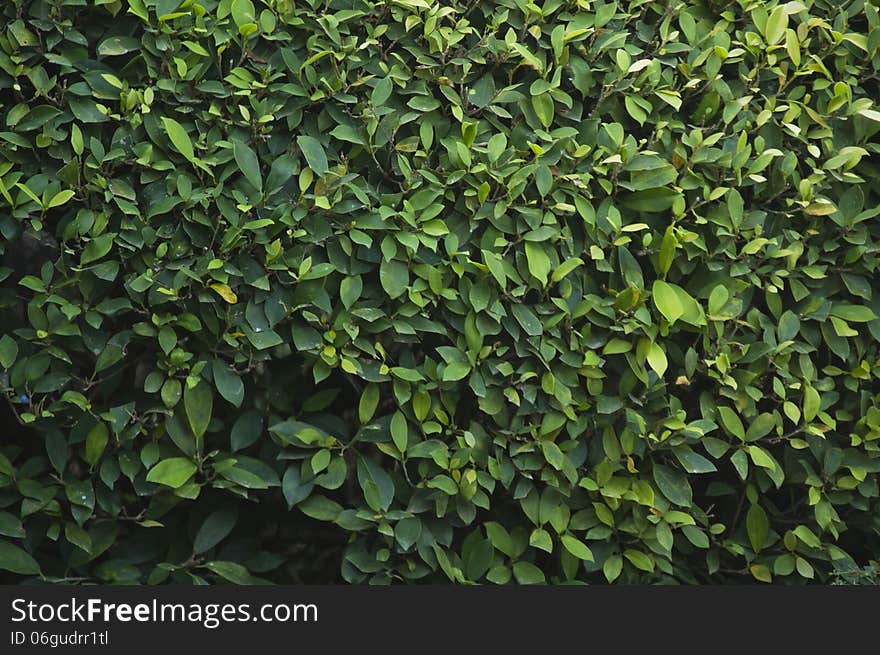 Green grass wall