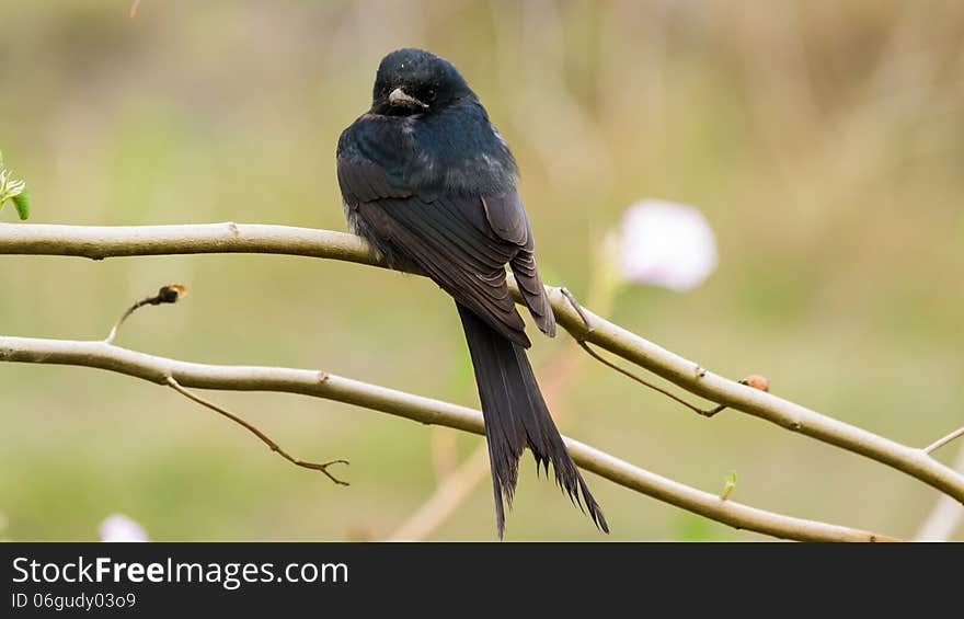 Black Drongo Bird On Brach, Macrocercus