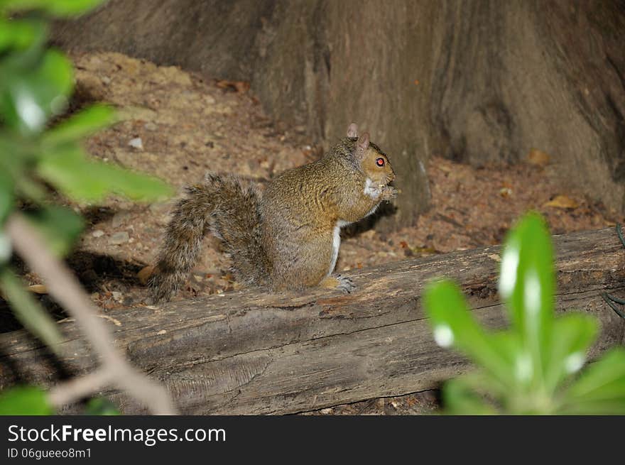 European brown squirrel in forest with nut. European brown squirrel in forest with nut