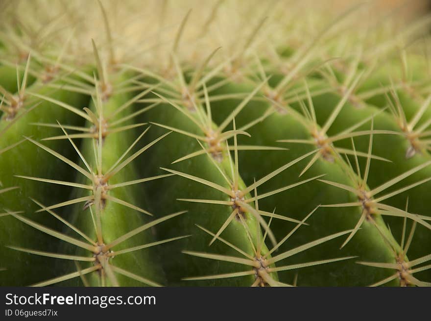 Closeup cactus plant with details for background