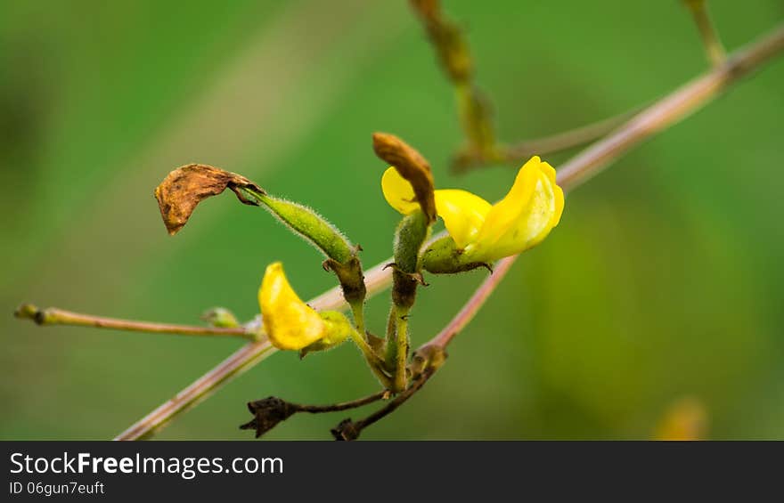 Beans and flowers on the branch in the vegetable-garden. Beans and flowers on the branch in the vegetable-garden