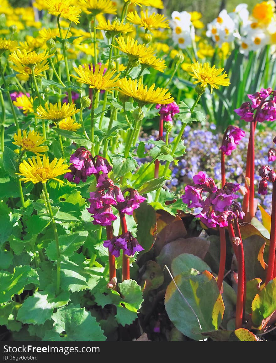 Flowerbed with bright colors yellow,green purple. Flowerbed with bright colors yellow,green purple