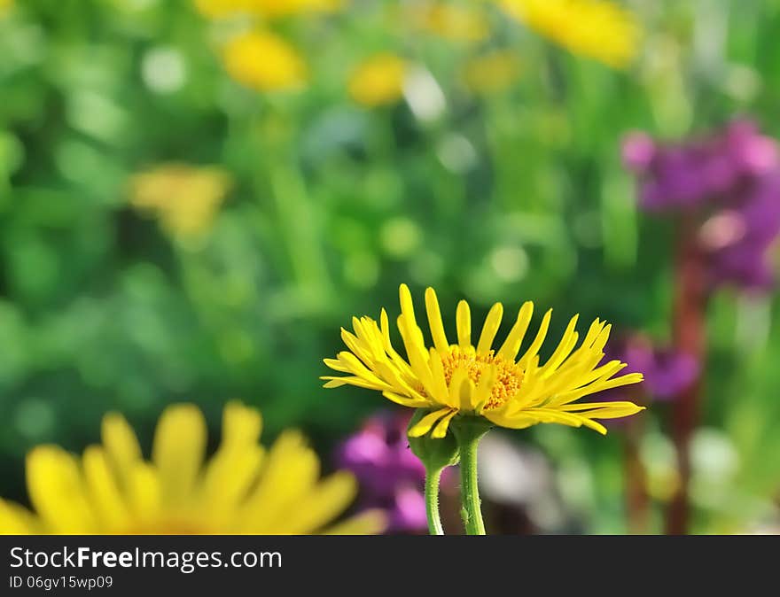 Close up on a yellow flower on a green background. Close up on a yellow flower on a green background