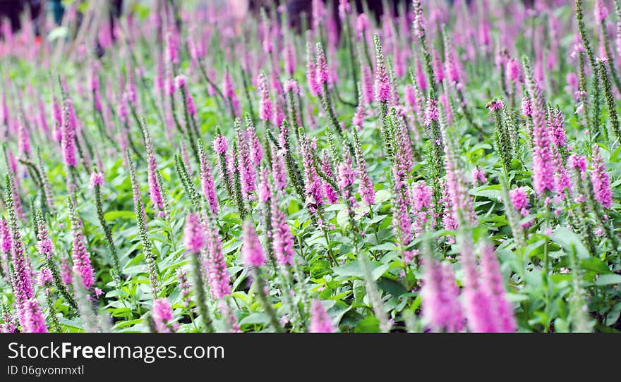 Beautiful Purple Spiked Speedwell and Blurred Backyard Lush Green Grass