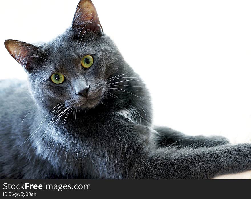 An intelligent blue/gray house cat with an expression of curiosity posed for the camera. An intelligent blue/gray house cat with an expression of curiosity posed for the camera