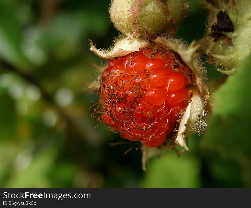 A red wild berry full of juice.