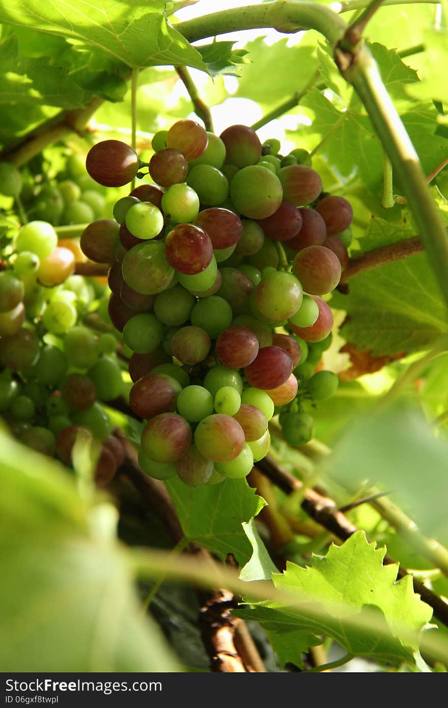 A bunch of grapes starting to ripen