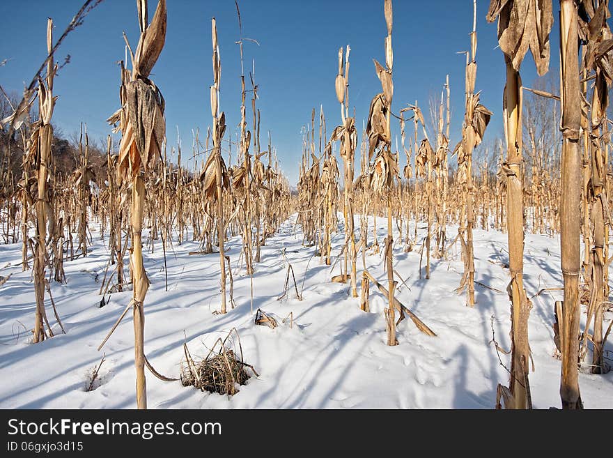 Corn field covered with snow in winter. Corn field covered with snow in winter