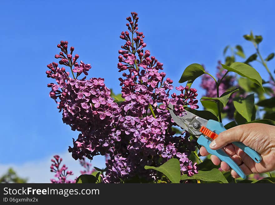 Maintenance and cleaning on a lilac tree in spring. Maintenance and cleaning on a lilac tree in spring