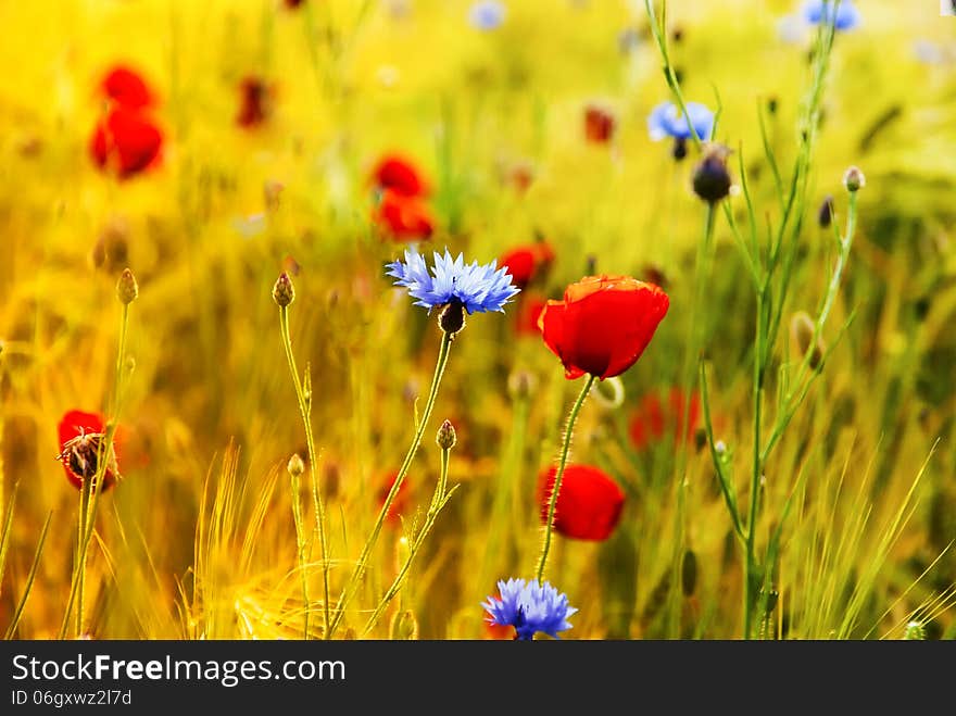 Poppies