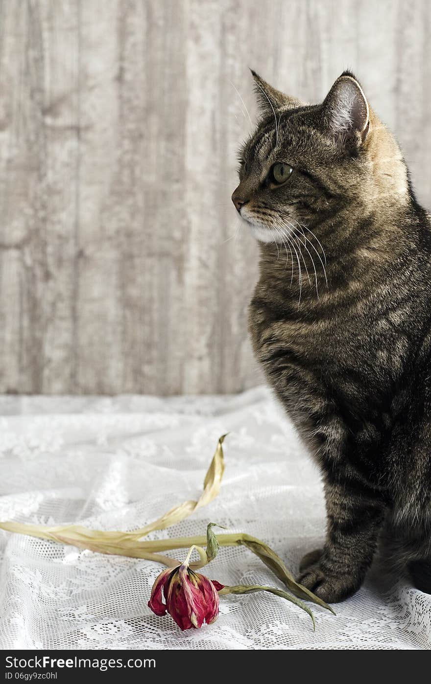 Cat With Tulip