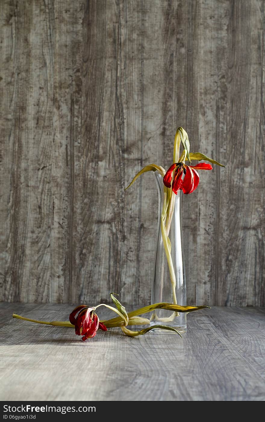 Tulips after Blossom on a floor