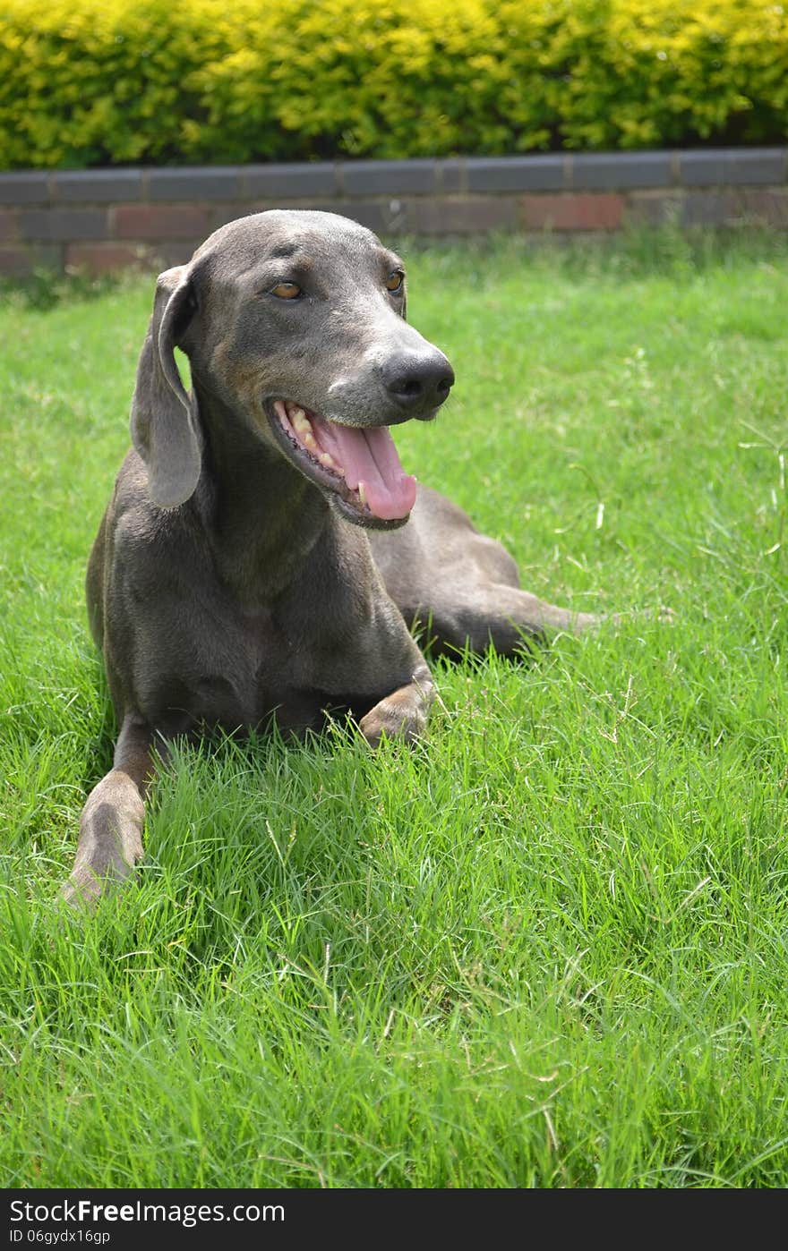 German dog Weimariner seatin on a grass