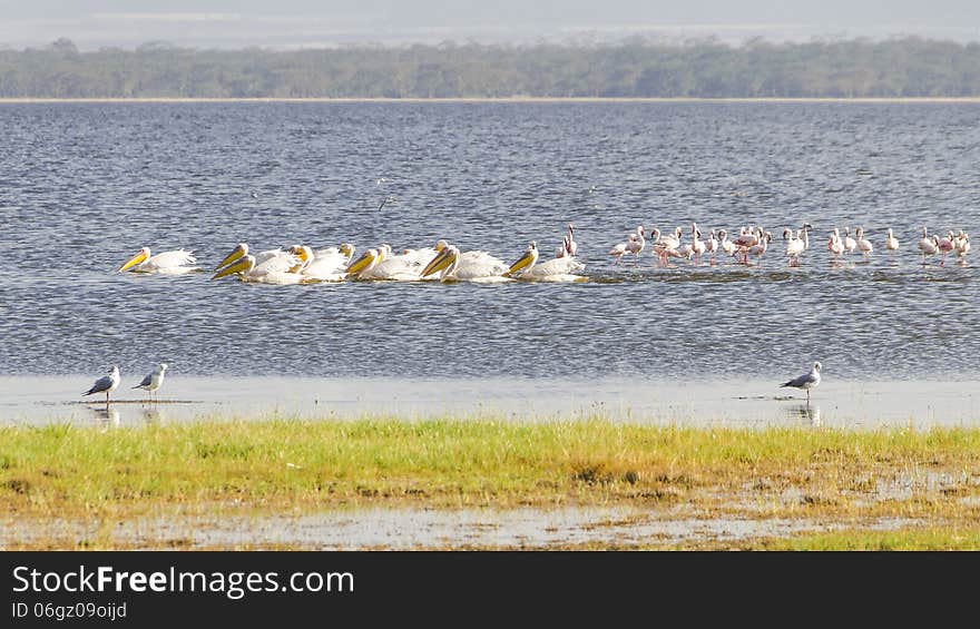 Waterbirds in National Park Nakuru , Kenya . Africa. Waterbirds in National Park Nakuru , Kenya . Africa