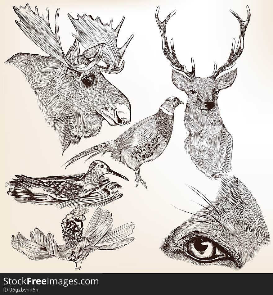 Collection of high detailed vector animals for design. Collection of high detailed vector animals for design