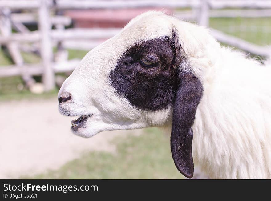 Sheep domestic thai Sheep head sheep outdoor