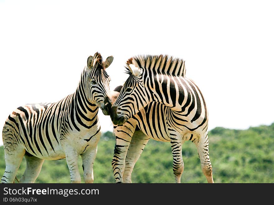 Two zebras in a herd sniff each other while frisking in the Addo Elephant National Park of South Africa. Two zebras in a herd sniff each other while frisking in the Addo Elephant National Park of South Africa.