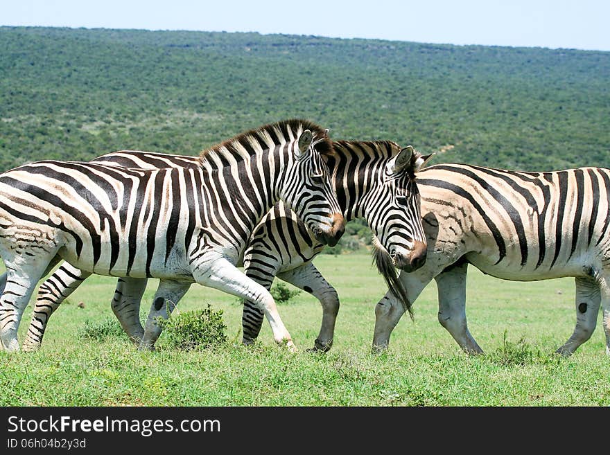 Herd of zebras