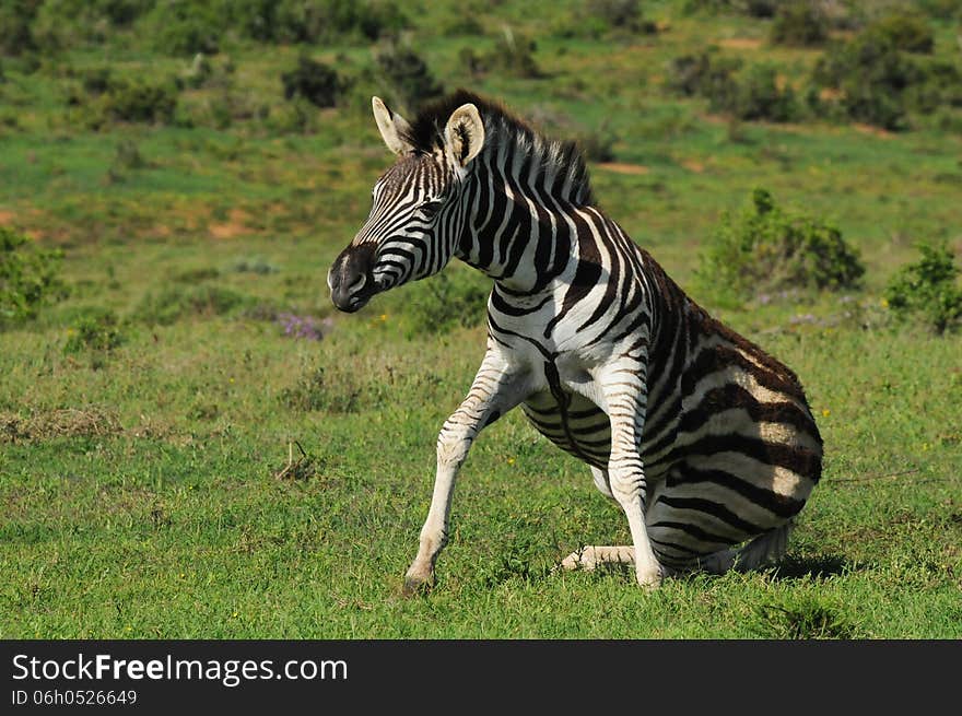 Awkward zebra