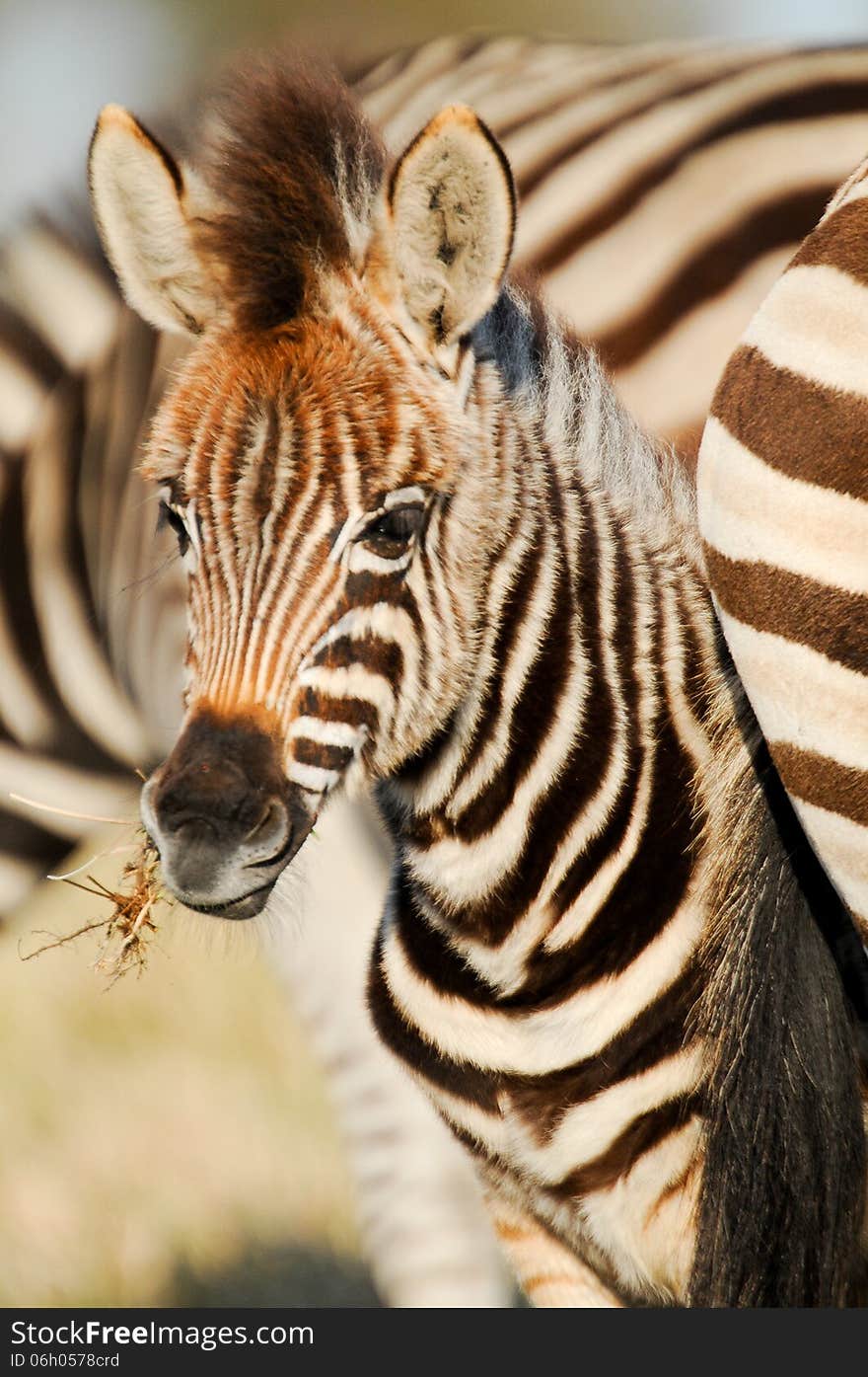 Zebra foal