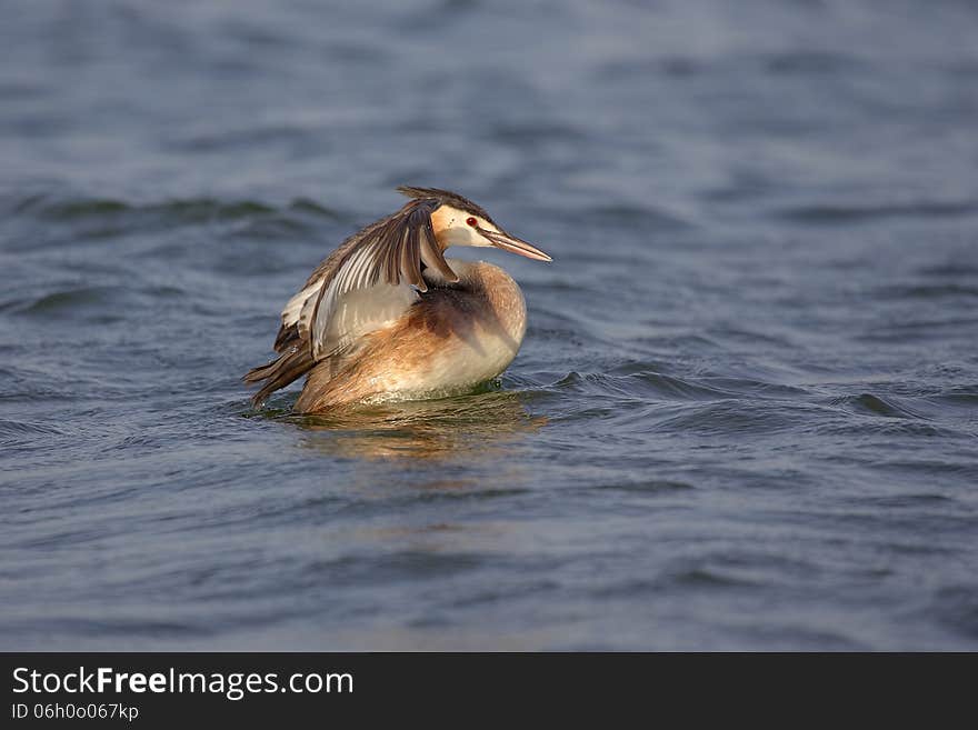 Great Crested Grebe &x28;Podiceps Cristatus&x29;.