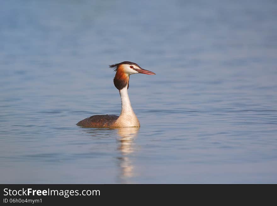 Great Crested Grebe &x28;Podiceps cristatus&x29;.