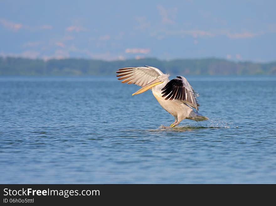 Dalmatian Pelican /Pelecanus crispus/.