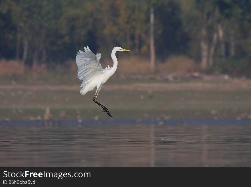 Great Egret/Ardea alba in flight. Great Egret/Ardea alba in flight