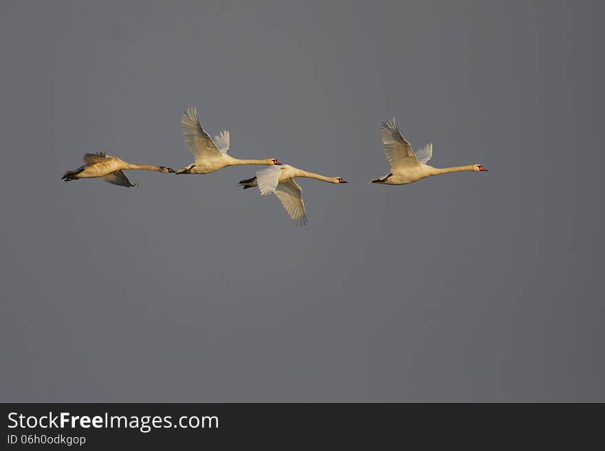 Mute Swan/Cygnus olor/ in flight. Mute Swan/Cygnus olor/ in flight.