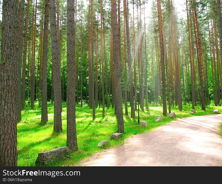 Summer Pine Forest With Sun Light