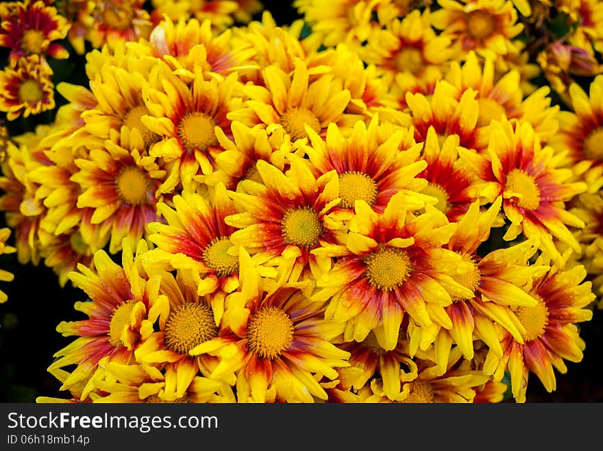 Chrysanthemum beautiful flowers in the garden