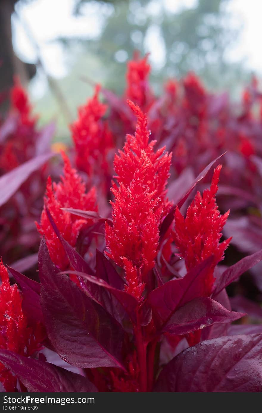 Celisia or cockscomb in garden